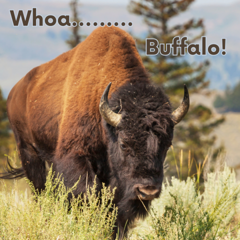 A large buffalo in a meadow